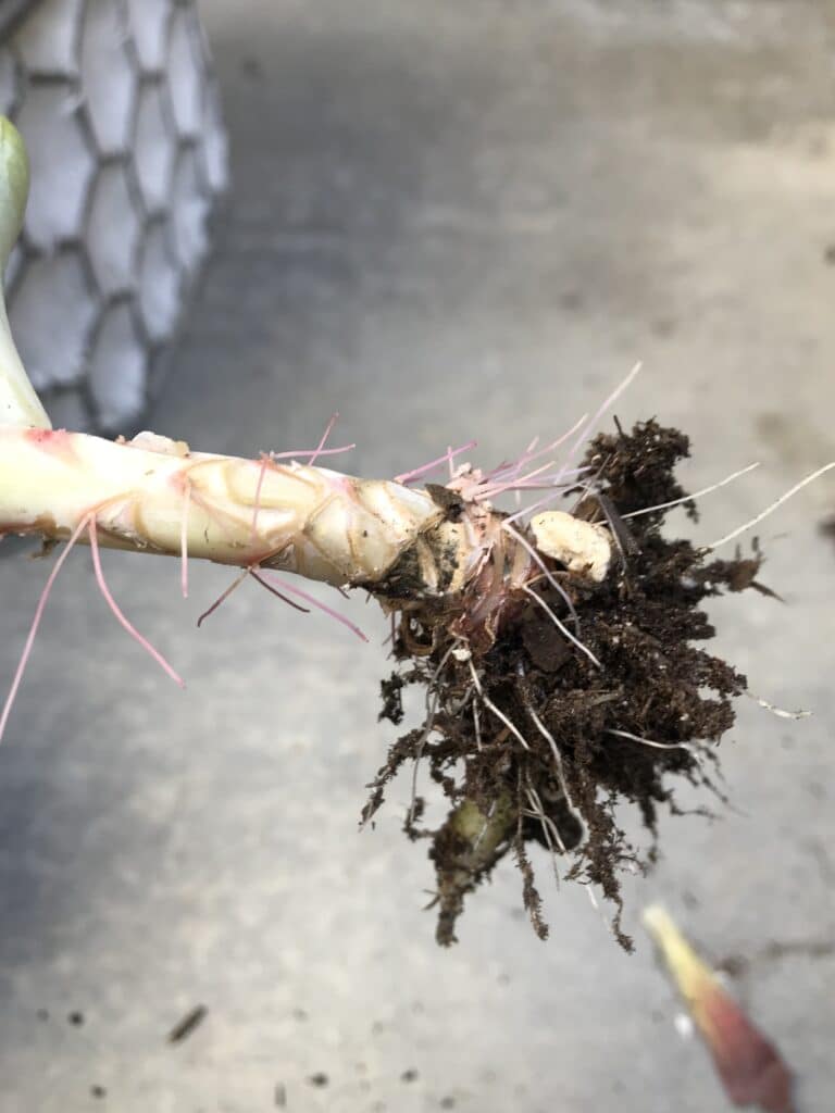 Underwatered succulent stem growing aerial roots from dehydration
