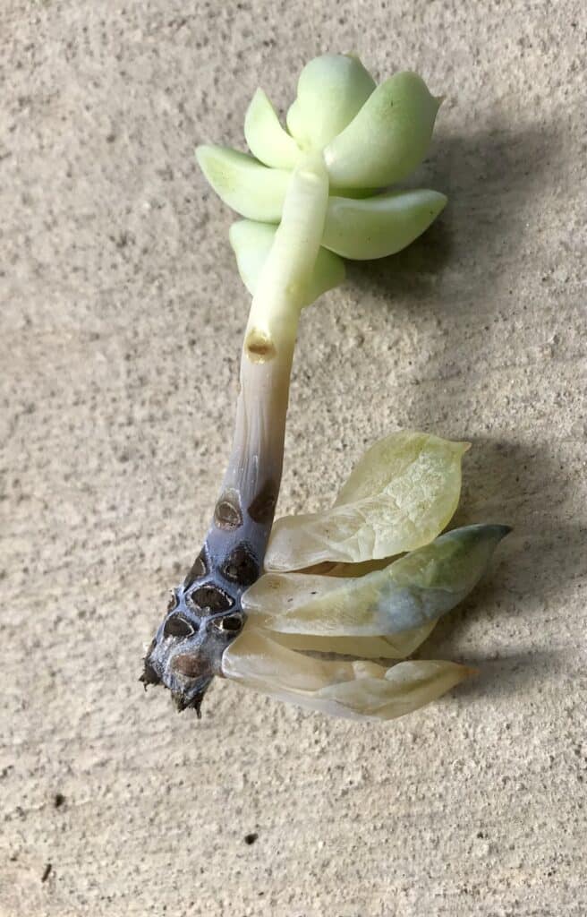 Overwatered rotting rosette succulent with black stem and wrinkly shriveled leaves