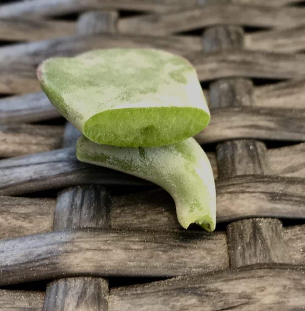 Plump succulent leaf split in half. Showing how succulent leaves store water.