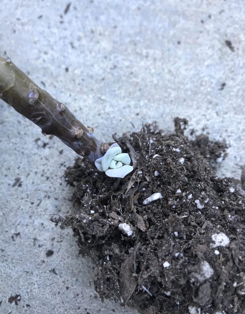 Rosette stem propagate in DIY succulent soil mix