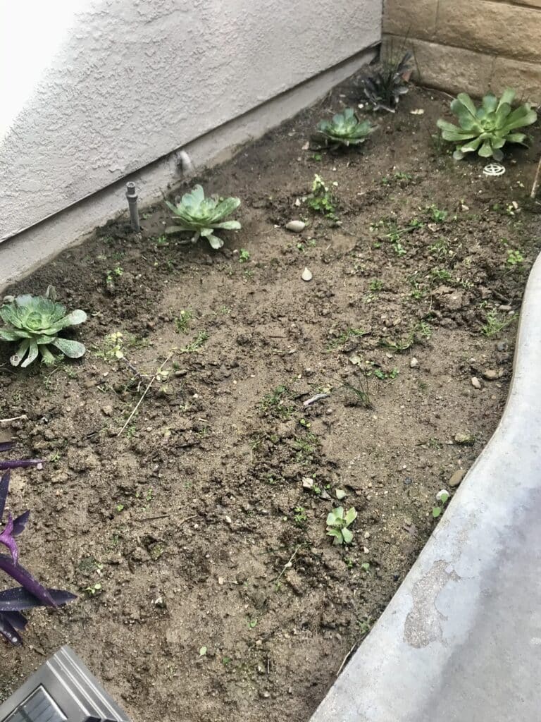 Before photo for side garden filled with clay soil. Aeonium succulents planted in the soil.