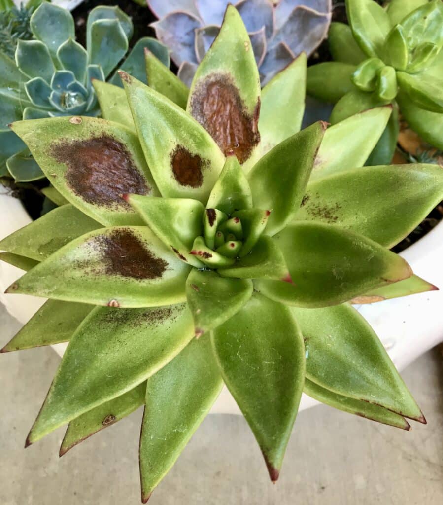 Sunburned, brown and shriveled leaves on a green rosette succulent planted in white pot