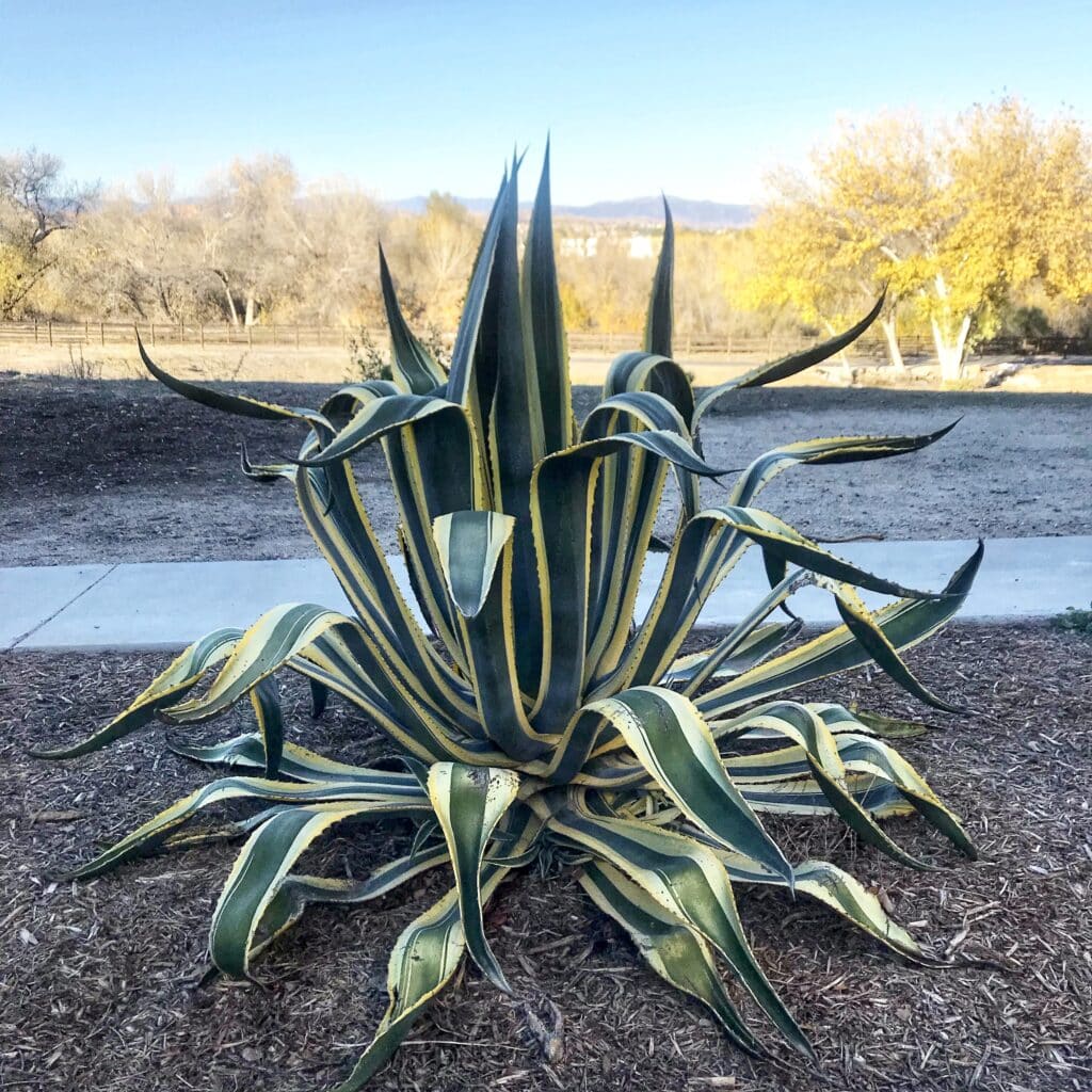 Wide and tall Agave Americana succulent planted in the ground. Trees and hills in the background.