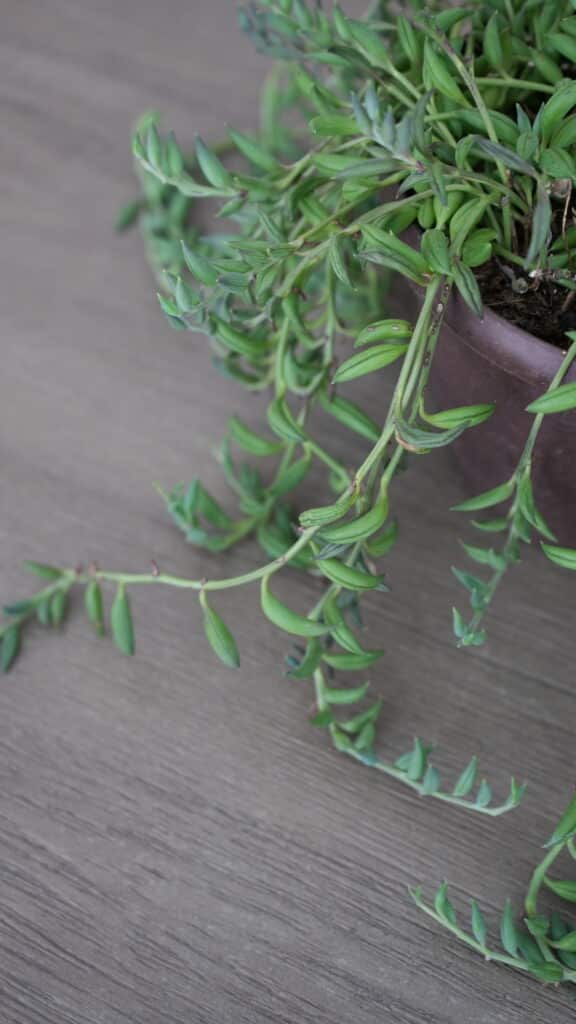 String of bananas plant inside a brown plastic pot and on top of a brown wooden table. Long thin vines display firm banana-shaped leaves.