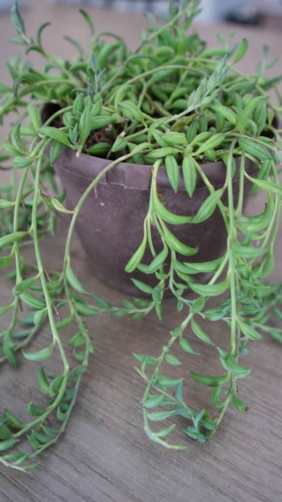 String of bananas plant inside a brown plastic pot and on top of a brown wooden table. Long thin vines display firm banana-shaped leaves.