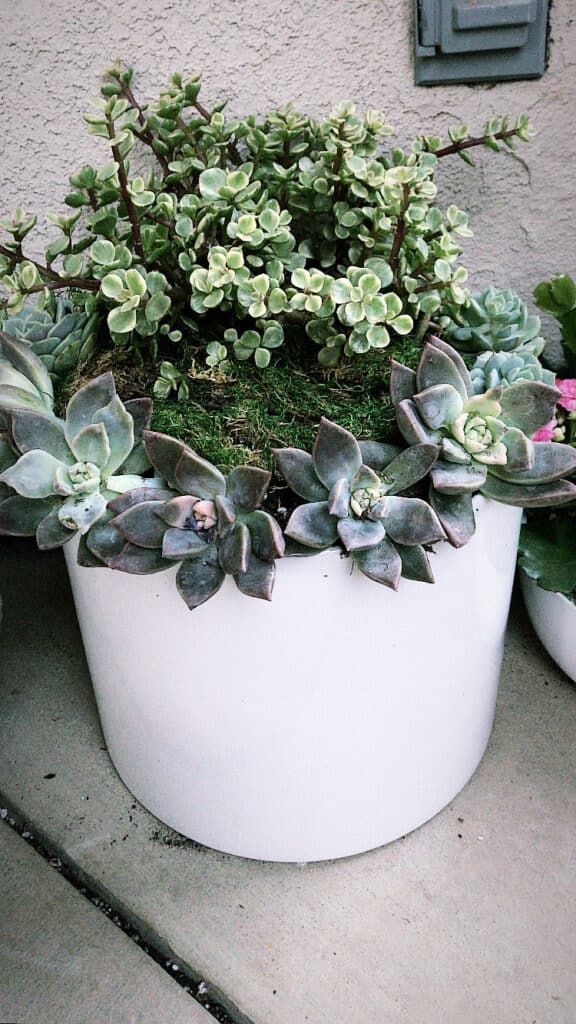 White pot with lavender-colored ghost plant succulents planted along the edge with green moss in the middle. Elephant bush succulent is planted on the opposite end of the pot; it features small green and cream leaves on brown stems.