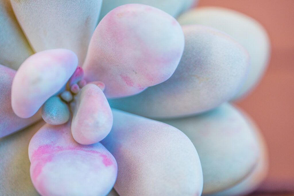 Close up of a lavender-colored Pachyphytum succulent. Featuring fleshy rounded leaves.