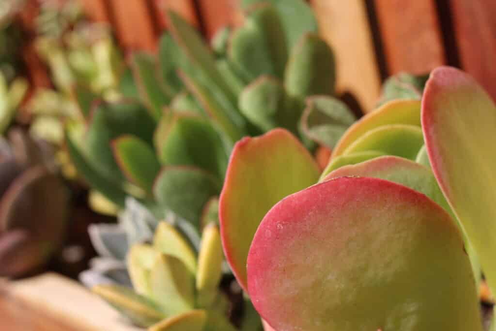 Paddle plant succulent. Large green leaf with red lining. Planted in a wooden wall garden with other multi-colored succulents.