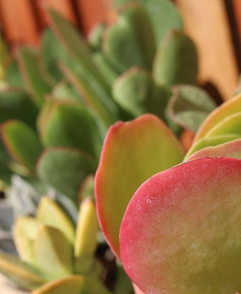Paddle plant succulent. Large green leaf with red lining. Planted in a wooden wall garden with other multi-colored succulents.