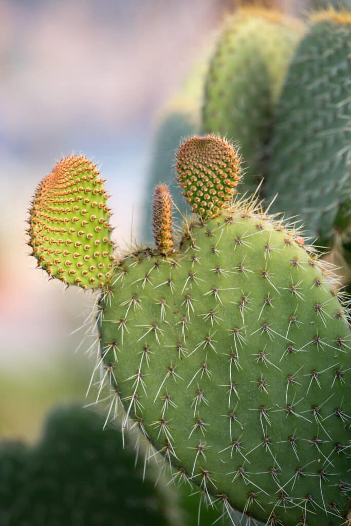 Green prickly pear cactus with long white spines. Two small leaf pads growing on top of one large leaf pad.