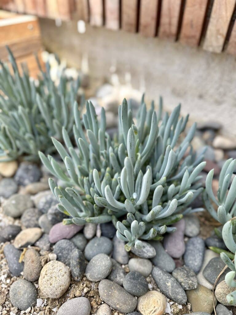 Senecio Blue Chalksticks succulents planted into the ground topped with small stones.