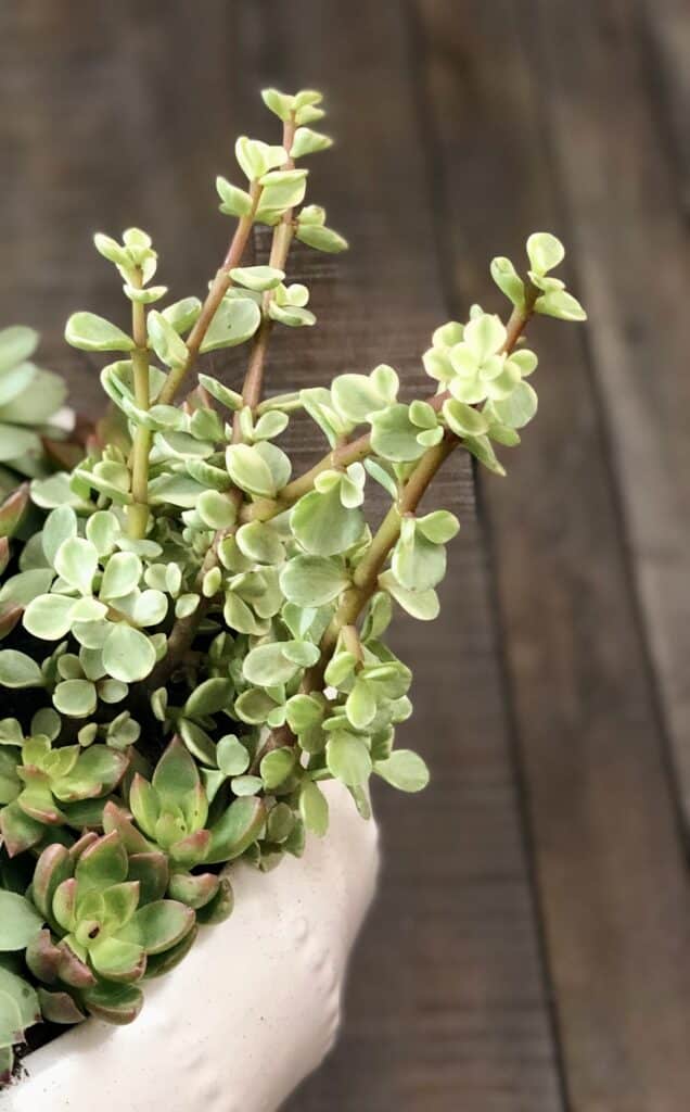 Elephant bush succulent planted in white pot against brown wooden background. Small leaves of green and cream grow on thick tall stems.