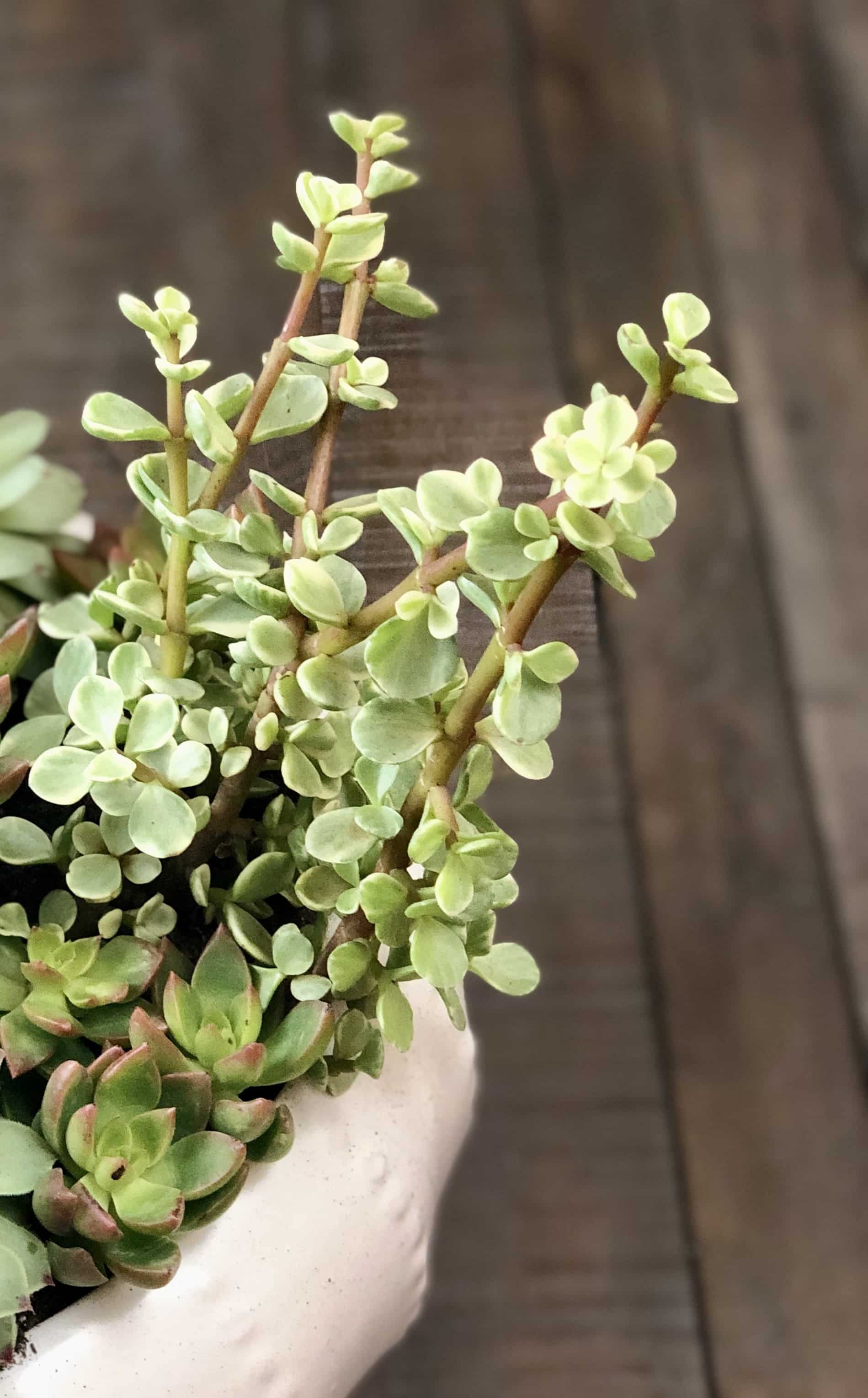 Best Full Sun Succulents for a Beautiful Outdoor Garden - Natalie Linda