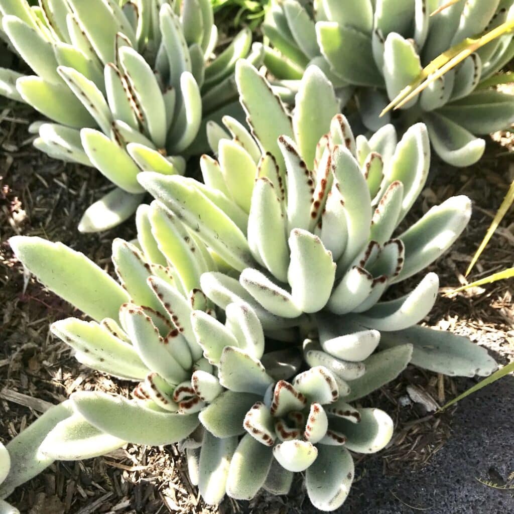 Fuzzy panda plants planted in soil in the ground. Light green leaves and fuzzy texture with darn brown lining along the leaves.