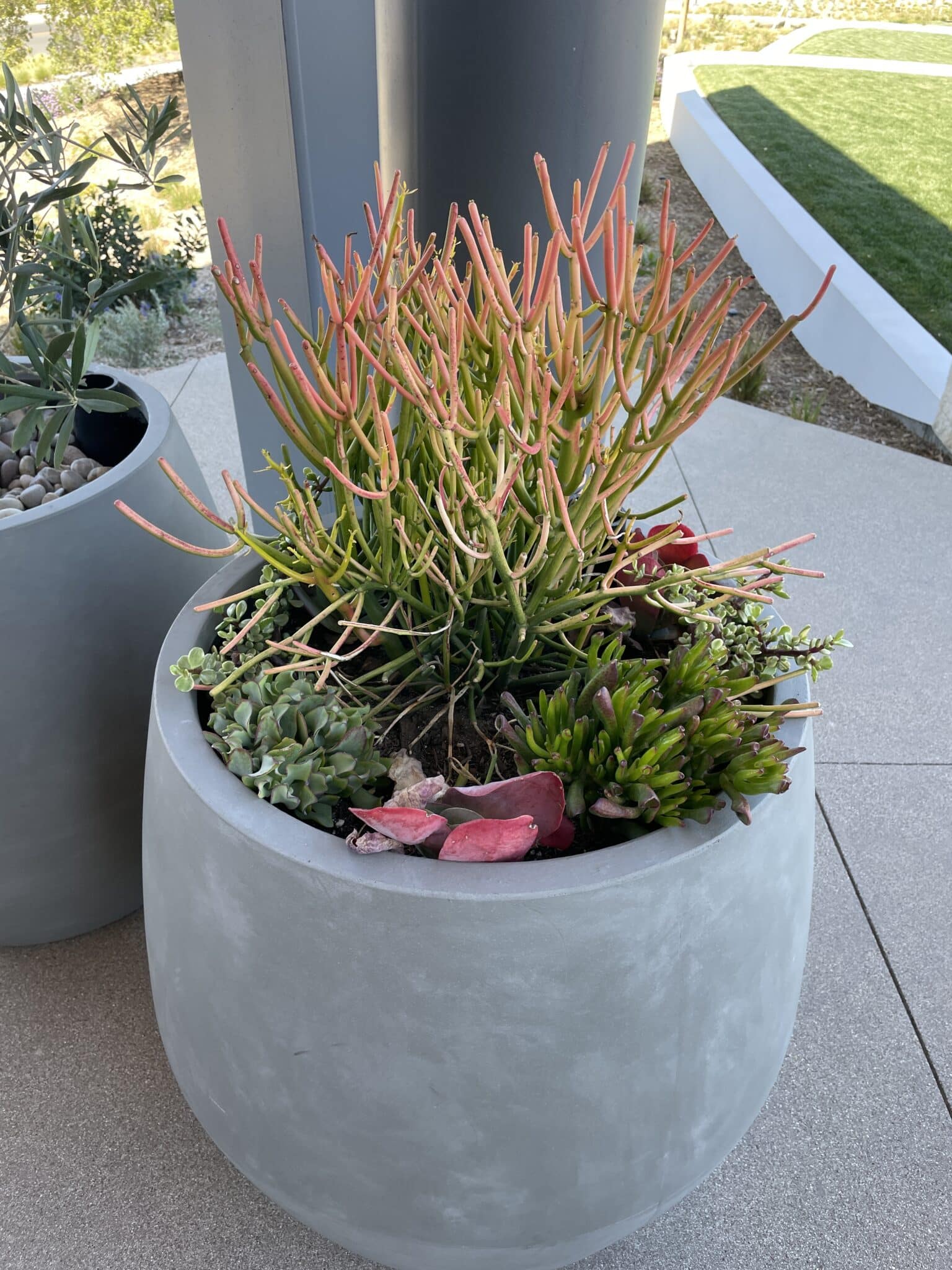 Best Full Sun Succulents for a Beautiful Outdoor Garden Natalie Linda