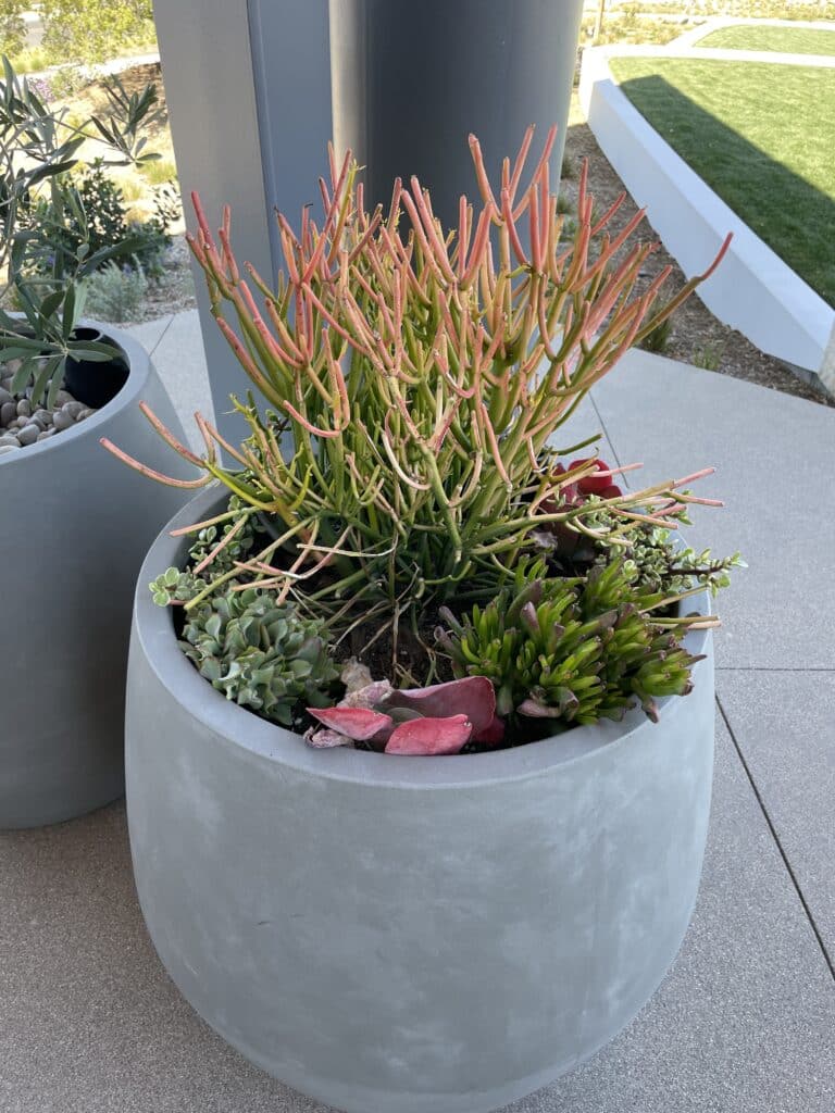 Firestick Pencil Cactus planted in large grey pot along other green and red succulents. Sitting againts another pot, a pole, and overlooking a field of green grass.