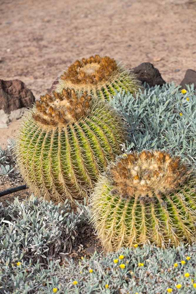 Three large golden Barrel cactus planted in the ground next to shorter blue-green plants with yellow flowers.