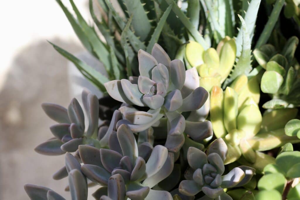 Graptosedum succulents planted in a white rectangular pot planted next to a green aloe vera plant with thin leaves.