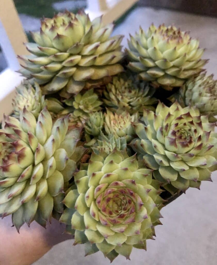 Sempervivum 'Hens & Chicks' succulents growing together in a small pot. Rosette-shaped succulent are light green with tips in a shade of burgundy.