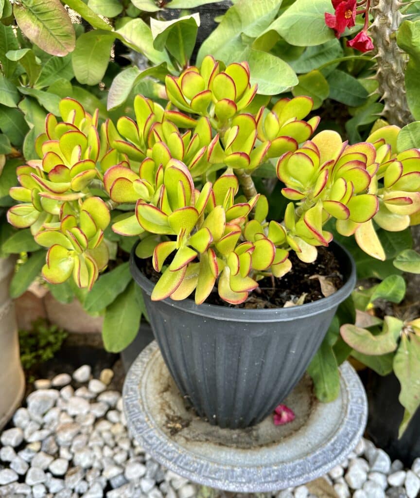 Crassula jade plant planted in black pot in front of other green plants and above concrete dish and grey rocks on the ground. Plant features lime green oval-shaped leaves with red lining.