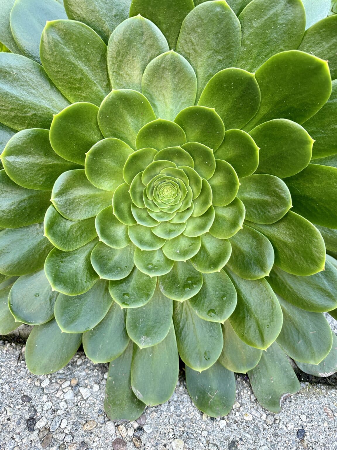 Best Full Sun Succulents for a Beautiful Outdoor Garden - Natalie Linda