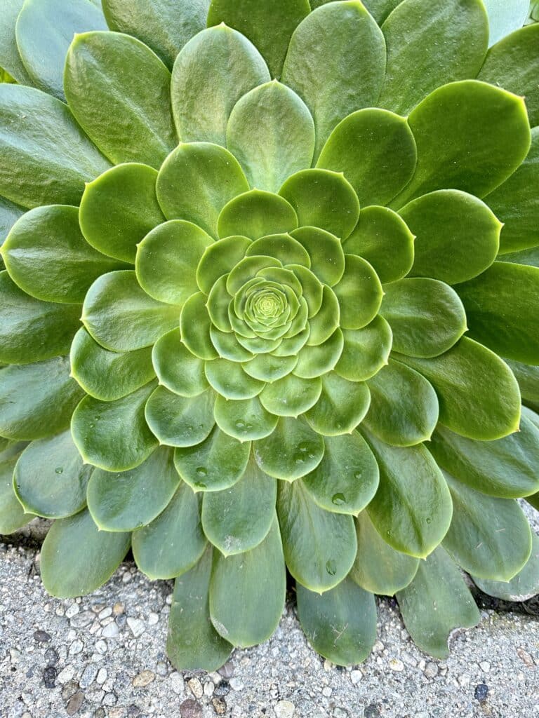 Large green aeonium succulent close-up shot. Plant in the ground next to concrete that displays small rocks.