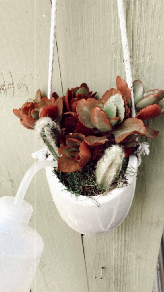White hanging pot planter filled with two golden rait tail cacti and red succulent leaves. The succulent arrangement is being being watered with a watering squeeze bottle.