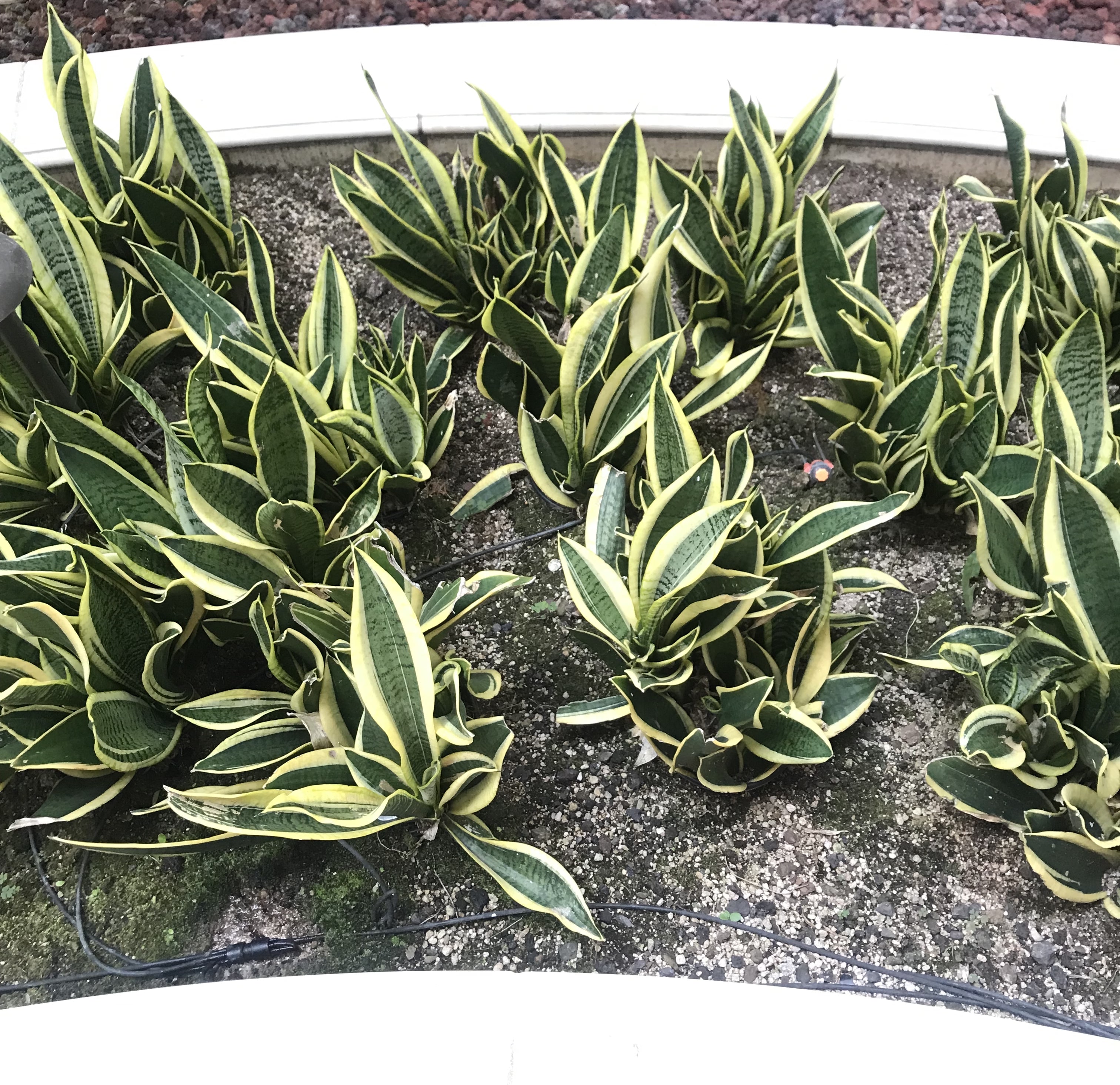 several snake plants planted into the ground. They have tall leaves with green and yellow stripes that grow upwards.