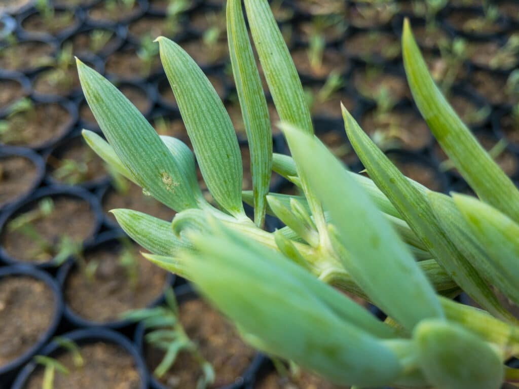 Close up shot of string of bananas leaves. Leaves are light green and shapes like thin bananas. Backround shows several small black pots filled with brown soil and leaves.