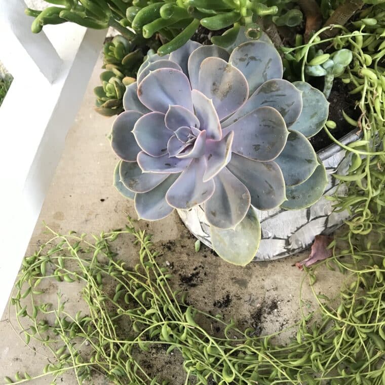 Trailing string of bananas plant planted in a pot next to a large purple echeveria succulent.