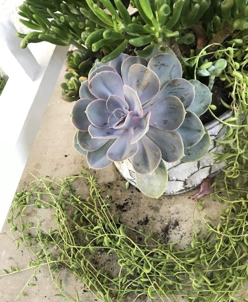 Trailing string of bananas plant planted in a pot next to a large purple echeveria succulent.