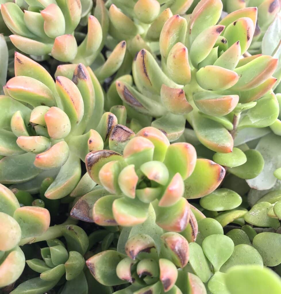 Green and orange sedum rosette succulents with dark brown spots on the tips of the leaves. This is evidence of sunburn damage.