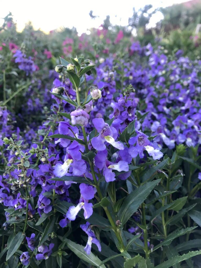 Field of blue Angelonia annual flowers growing on tall green stems.