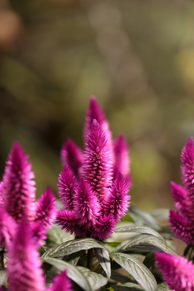 Pink-burgundy celosia annual flower. Fluffy tall pink stalks grow on muted green foliage.