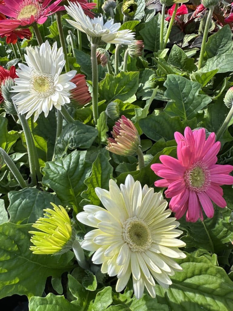 Cosmos annual flower. Yellow, white, and pink daisy-like flowers grow on thin green stems with plentiful green leaves.