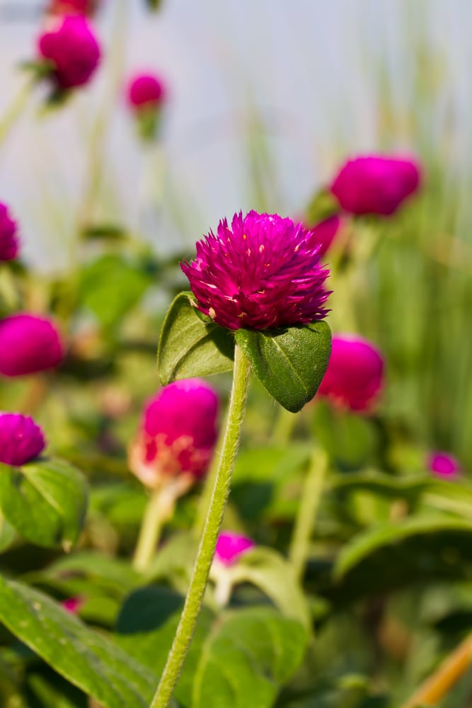 Globe amaranth annual flower. Pink-purple flower blooms shaped like tiny round globes, growing on tall and thin green stems.