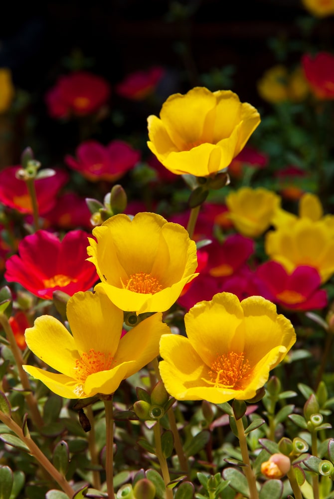 Yelllow and red Portulaca Moss Rose flowers growing on fleshy green stems and leaves