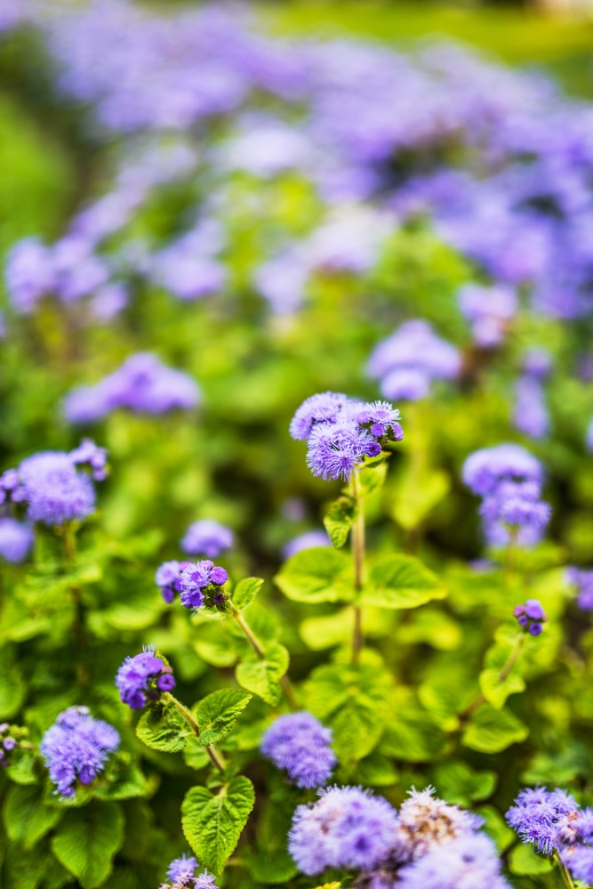 Bright blue Ageratum flowers. These annuals grow on thin stems with green leaves and small, blue flowers shaped like pompoms.