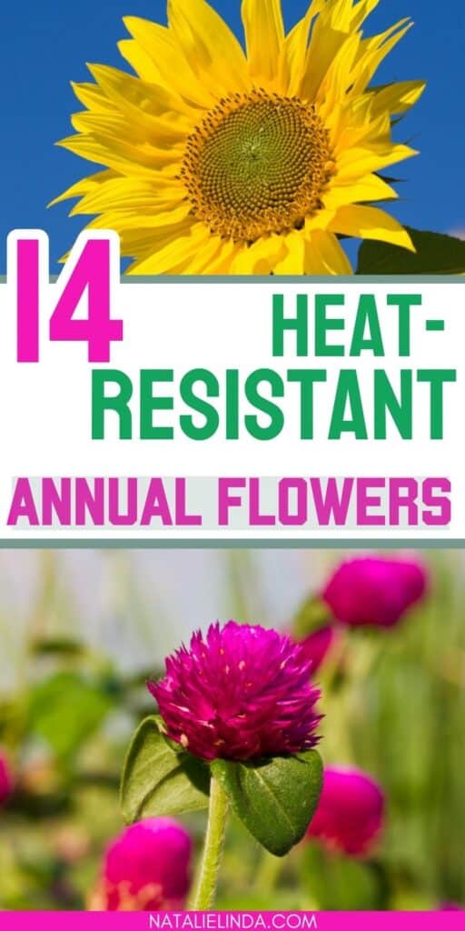 Sunflowers and pink heat-resistant annual flowers.