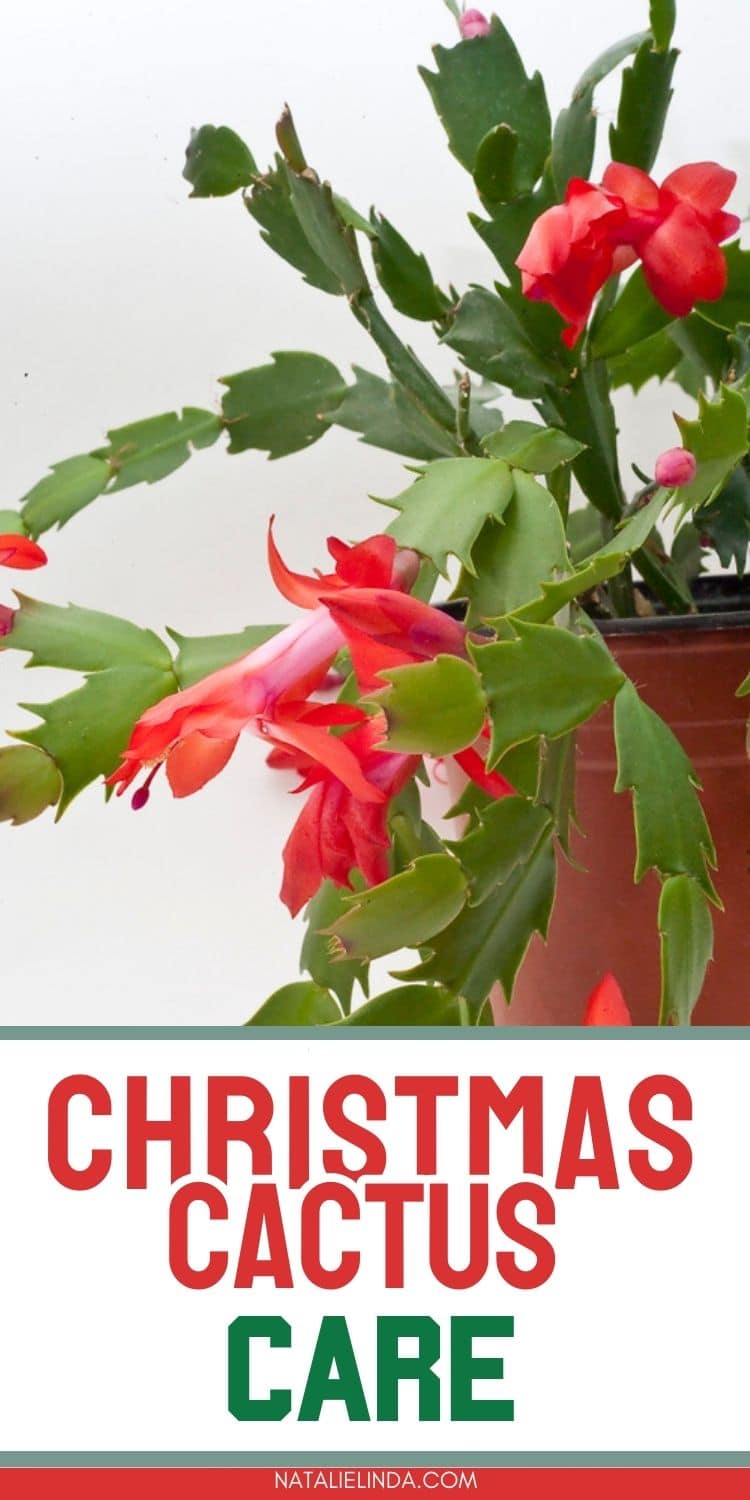 How To Care For Holiday Cactus Aka Christmas, Thanksgiving, And Easter ...