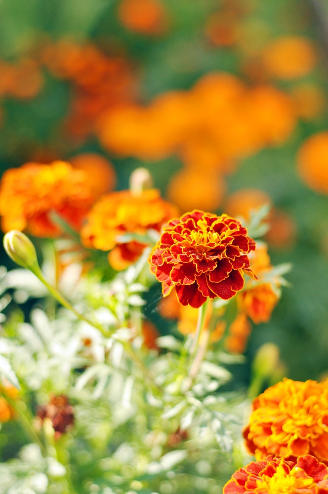 Orange French Marigolds growing on thin green stems and leaves