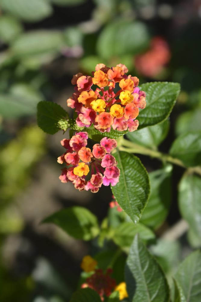 Lantana verbena annual flower. Small clusters of tiny flowers in shades of pink, orange, and yellow, growing on tall then stems with plentiful green leaves.