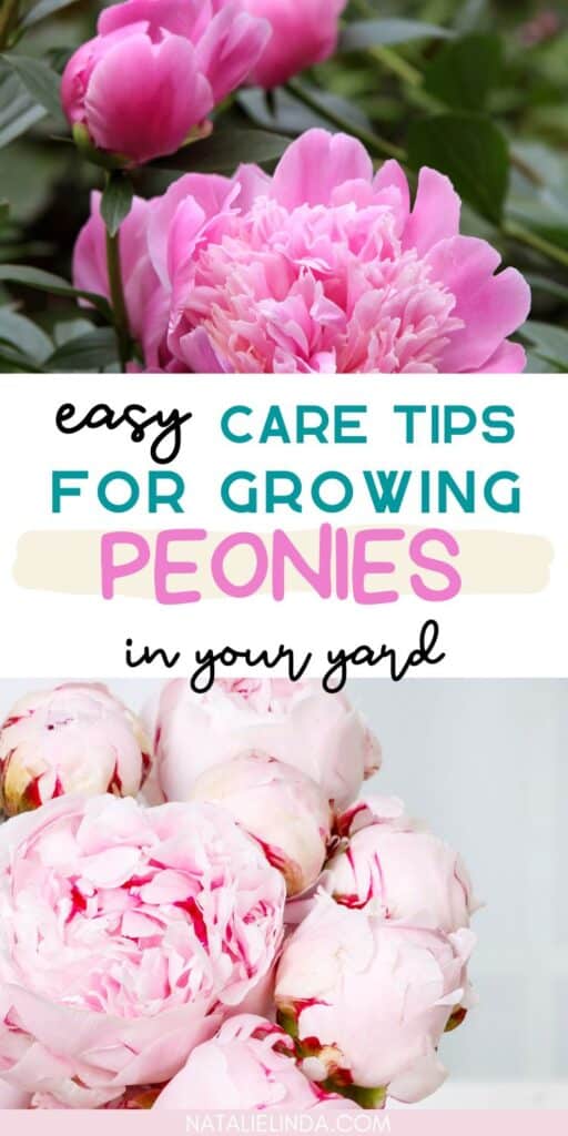 Pink peonies flowers and green foliage. Text reads "Easy Care Tips for Growing Peonies".