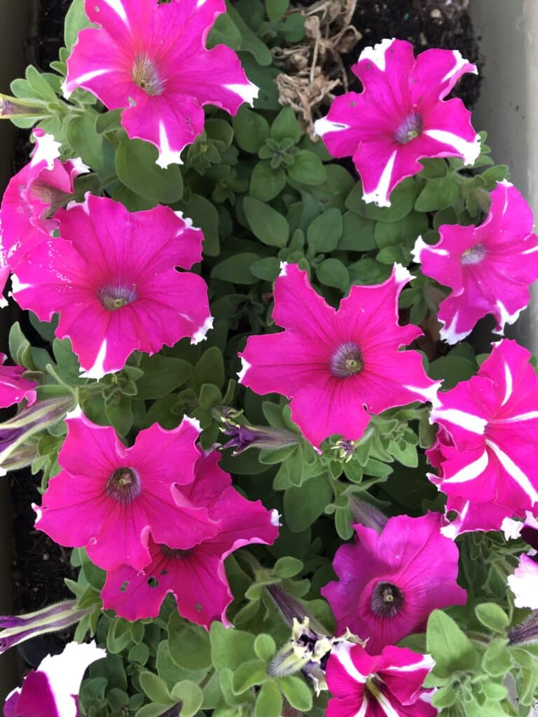 Pink and white striped petunia annual flowers growing on green foliage.