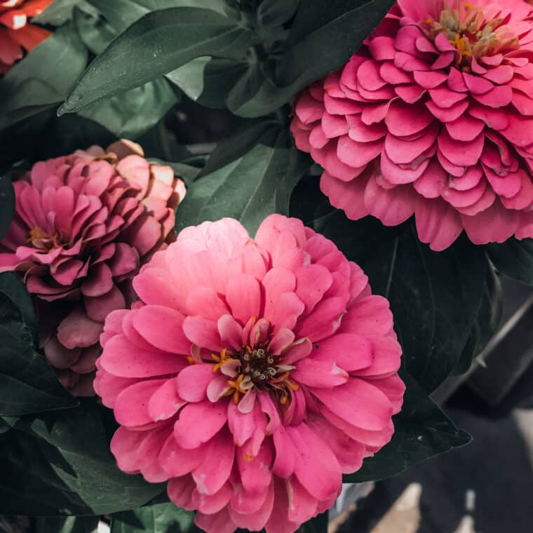 Pink Zinnia flowers on green stems and leaves.