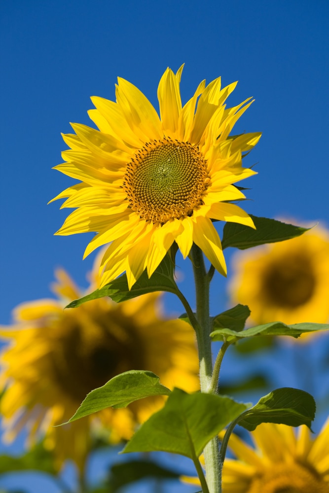 Sunflowers growing in the sun with blue sky in the background. Sunflower grows on thick green stem and features large and yellow flower blooms.