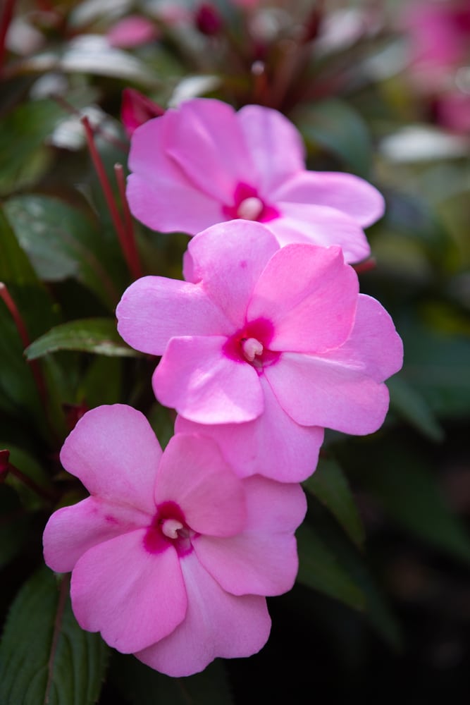SunPatiens annual flowers. Pink flowers with dark pink centers growing on green foliage.