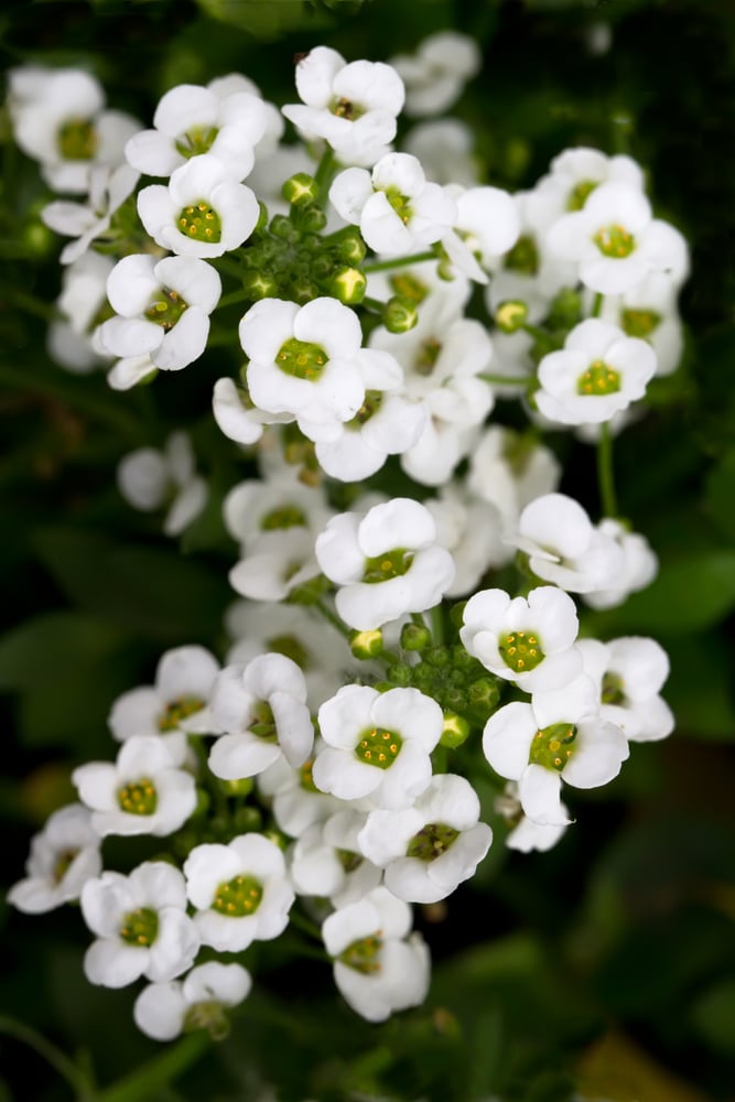 Sweet Alyssum annual flower. Clusters of tiny white flower petals with yellow and green centers.