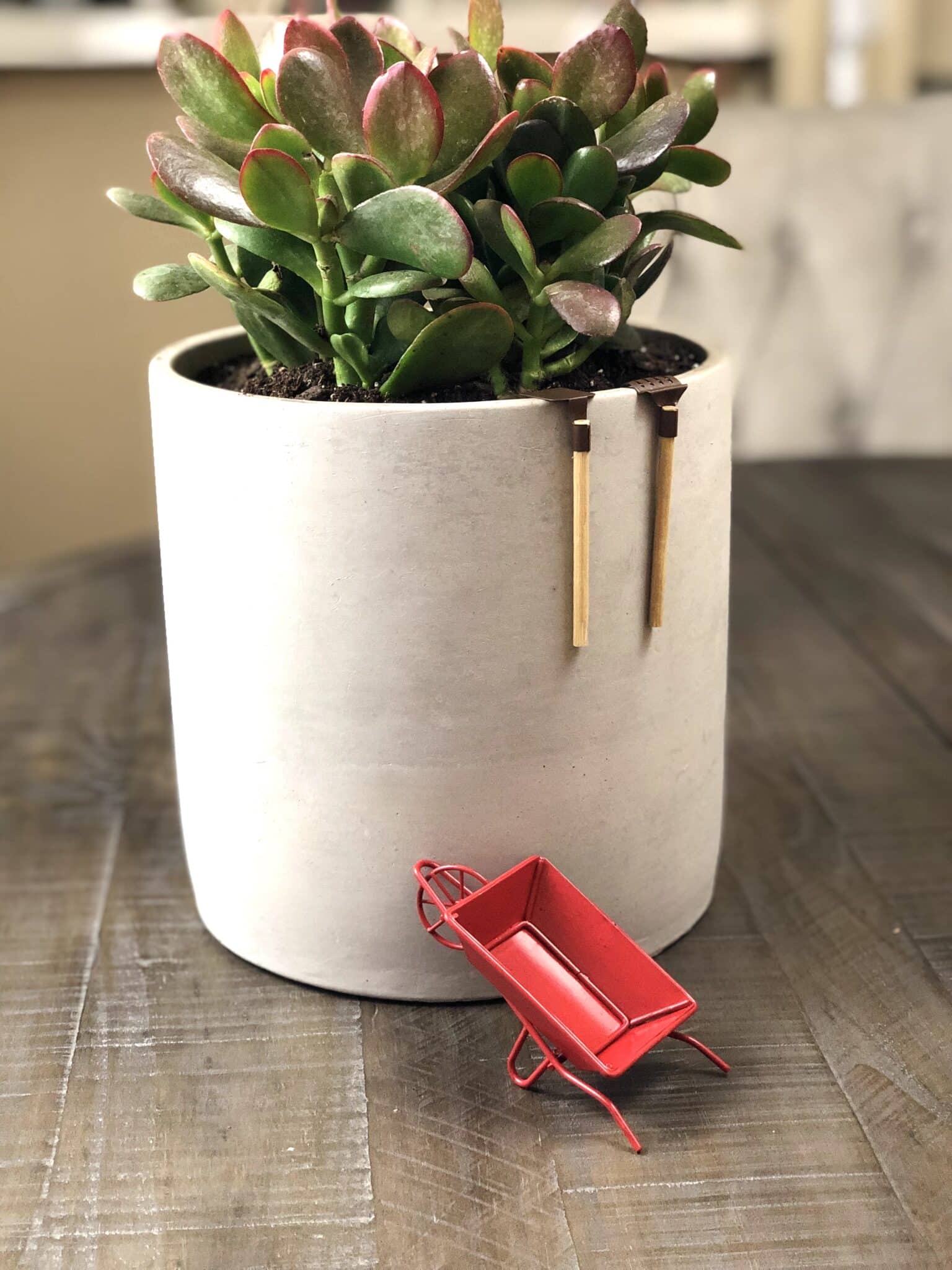 The Best Succulent Plants for Indoors Natalie Linda