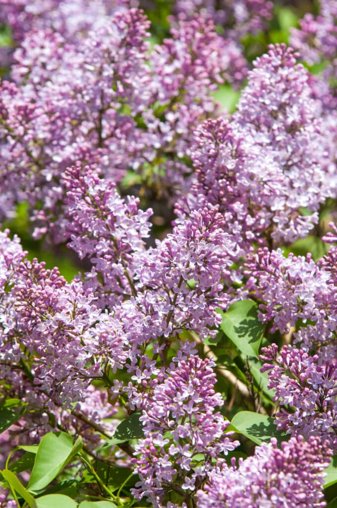 Several clusters of lilac flower clusters, growing on a shrub with green leaves and branches.